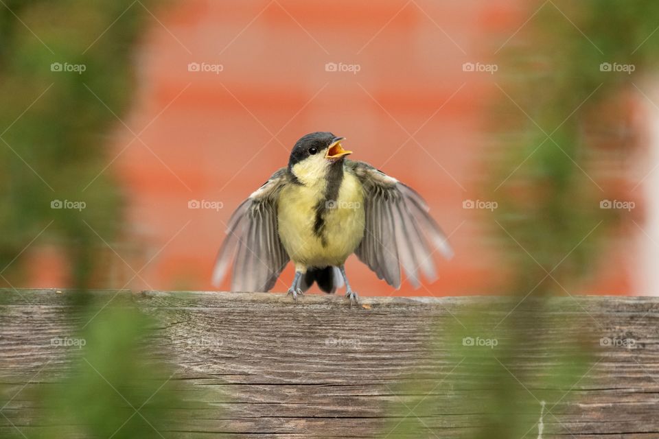 A portrait of a young big tit bird flapping its wings while sitting on a wooden plank of a fence in a garden.