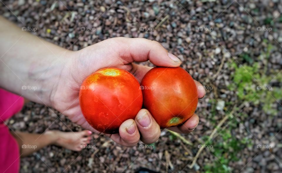 tomatoes. fresh home grown tomatoes