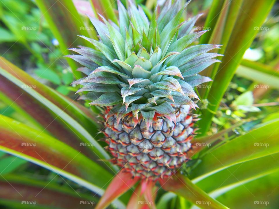 Close-up of pineapple growing