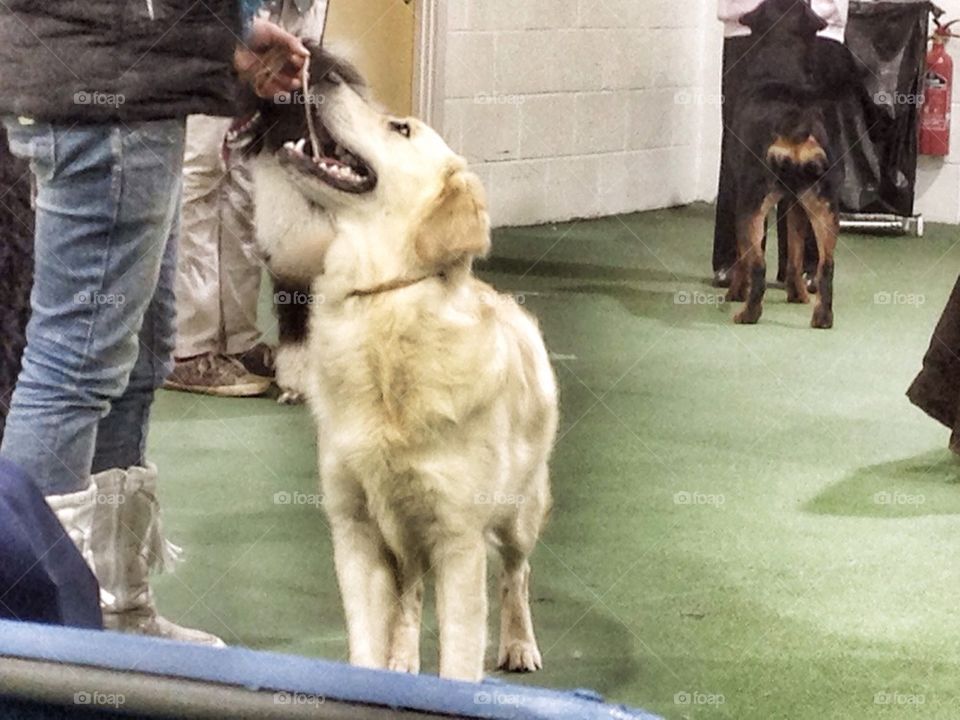 Zoe at Ringcraft Class