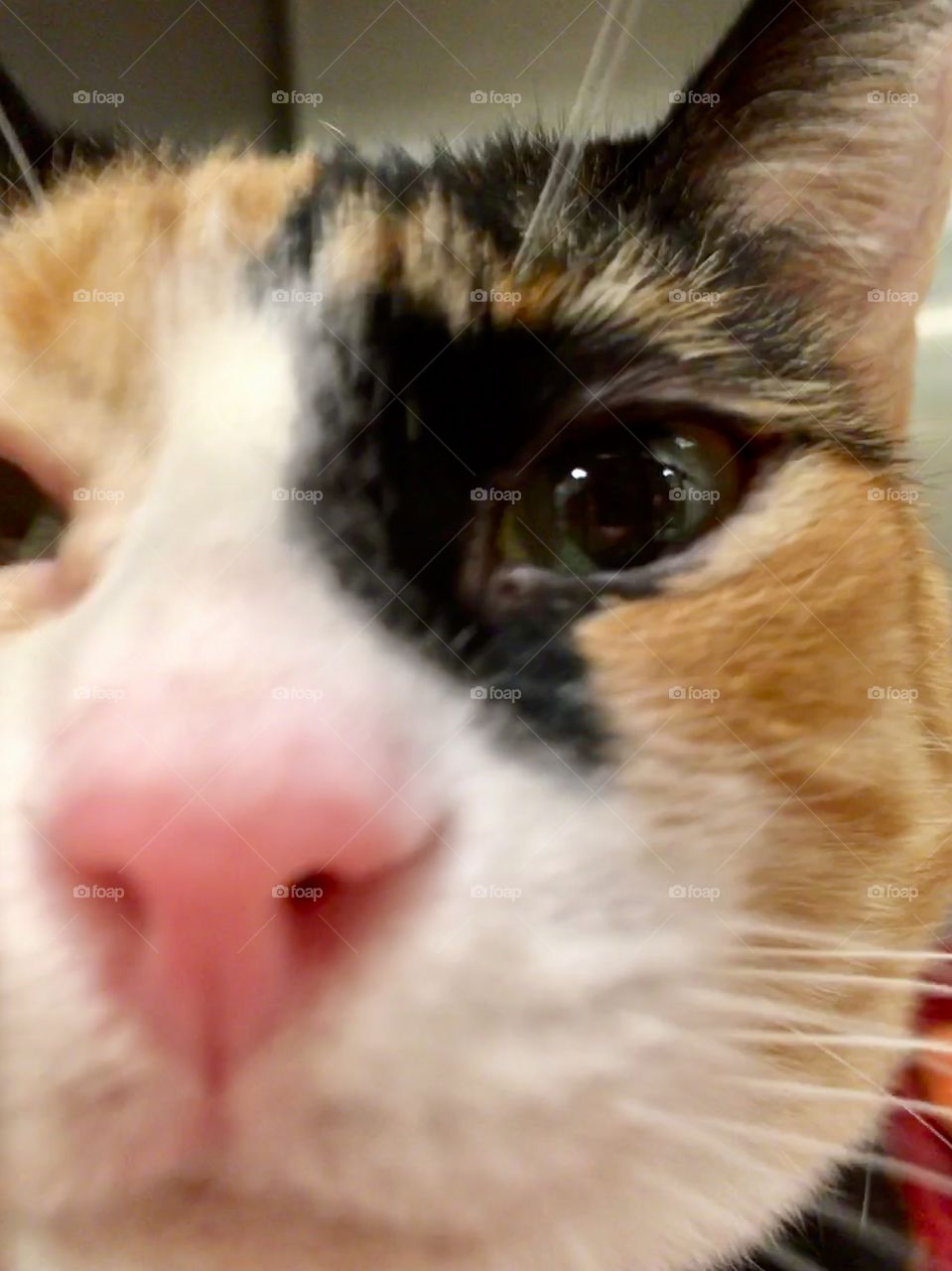 Cat for adoption at PetSmart in Florida 