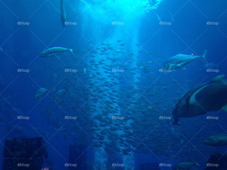 Underwater, Fish, Ocean, Swimming, Water