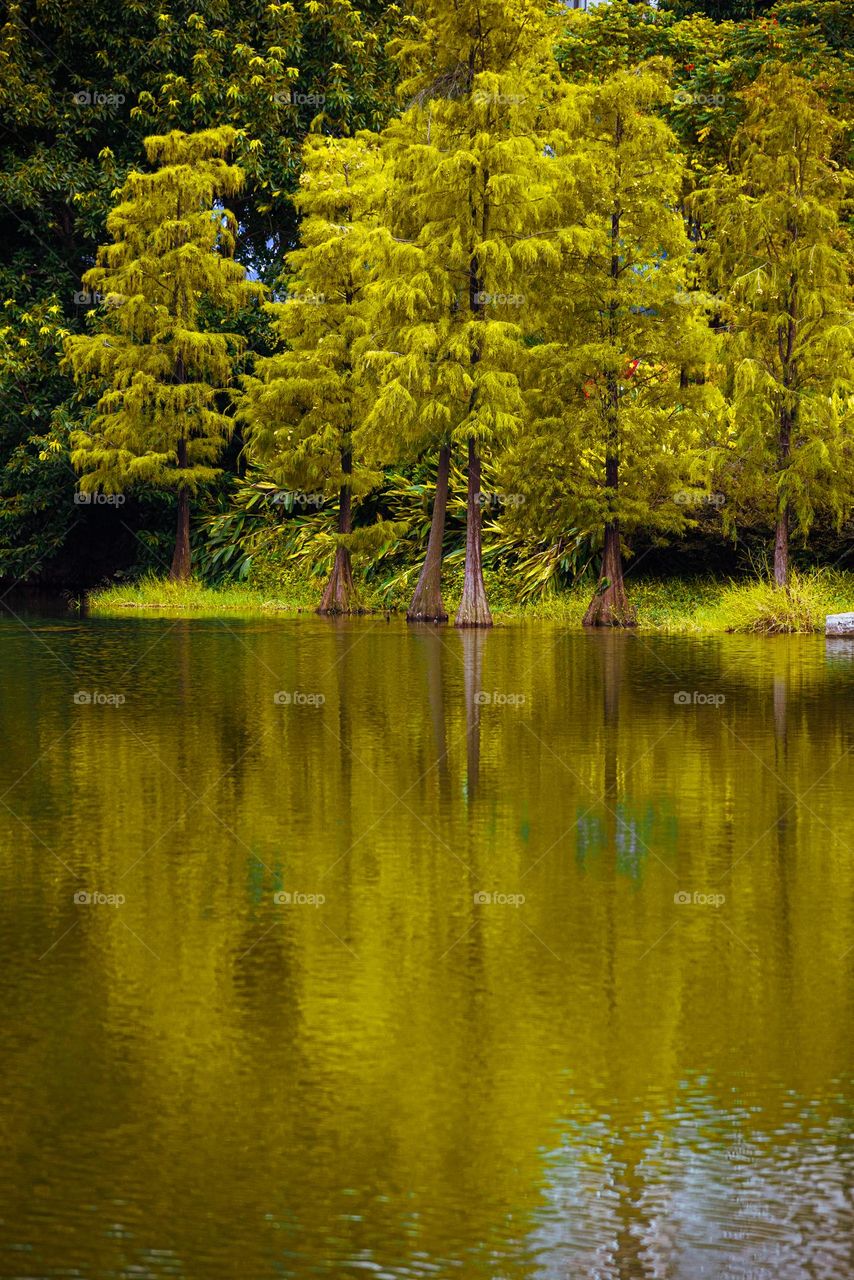 A beautiful view of trees in the water .