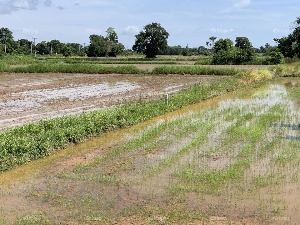 The stories of the rice field, Countryside 