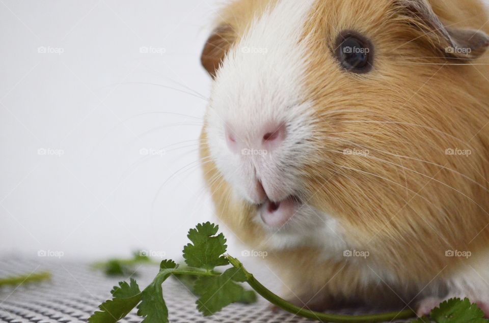 Extreme close-up of guinea pig