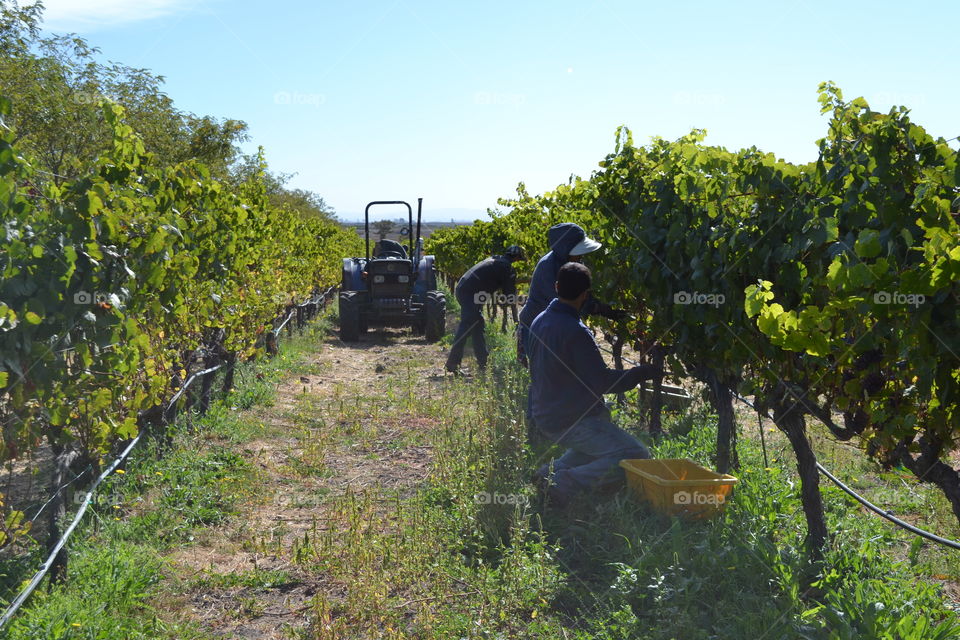 Grape harvest 