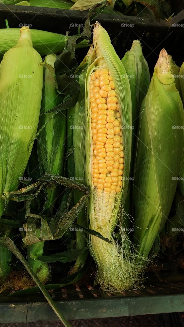 maize