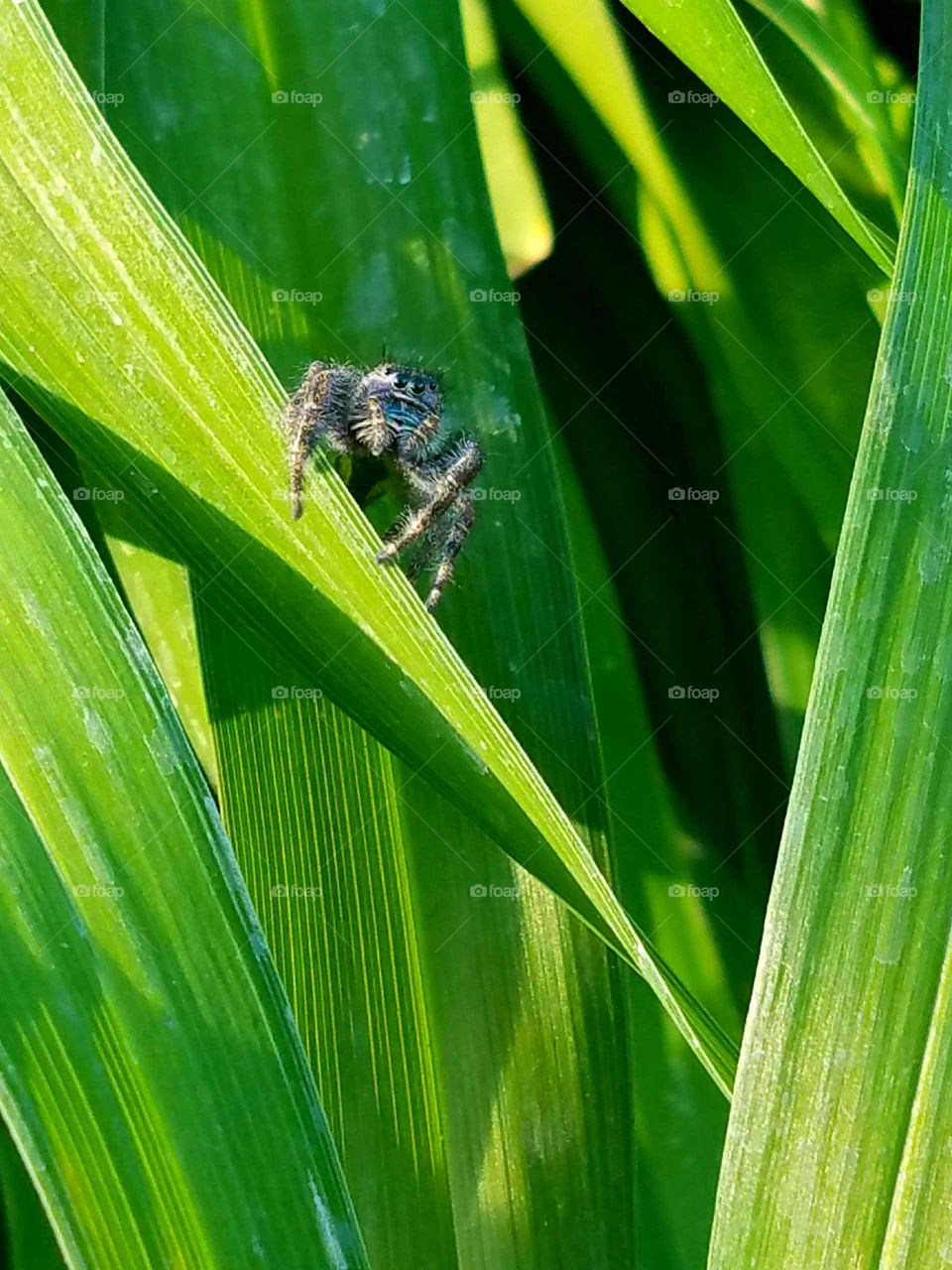 Jumping Spider