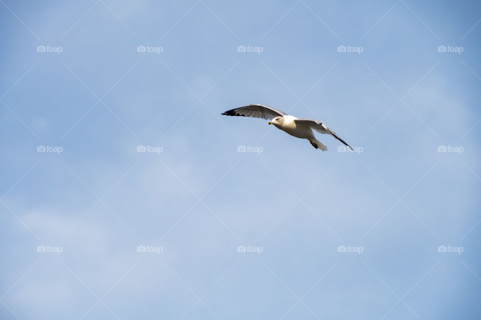 Seagull Minimalism like shot with a gentle touch or blue sky and soft white clouds. 