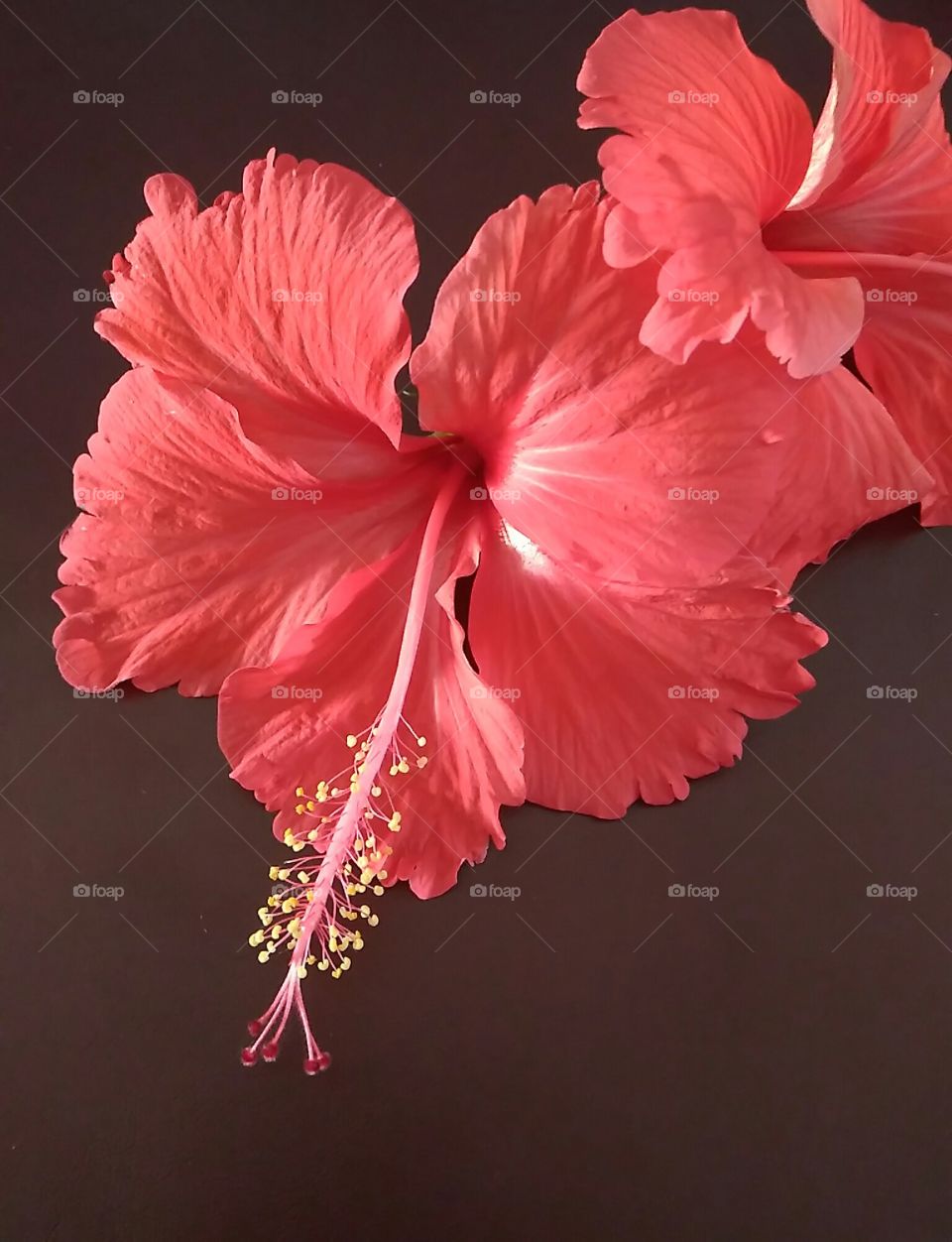 hibiscus