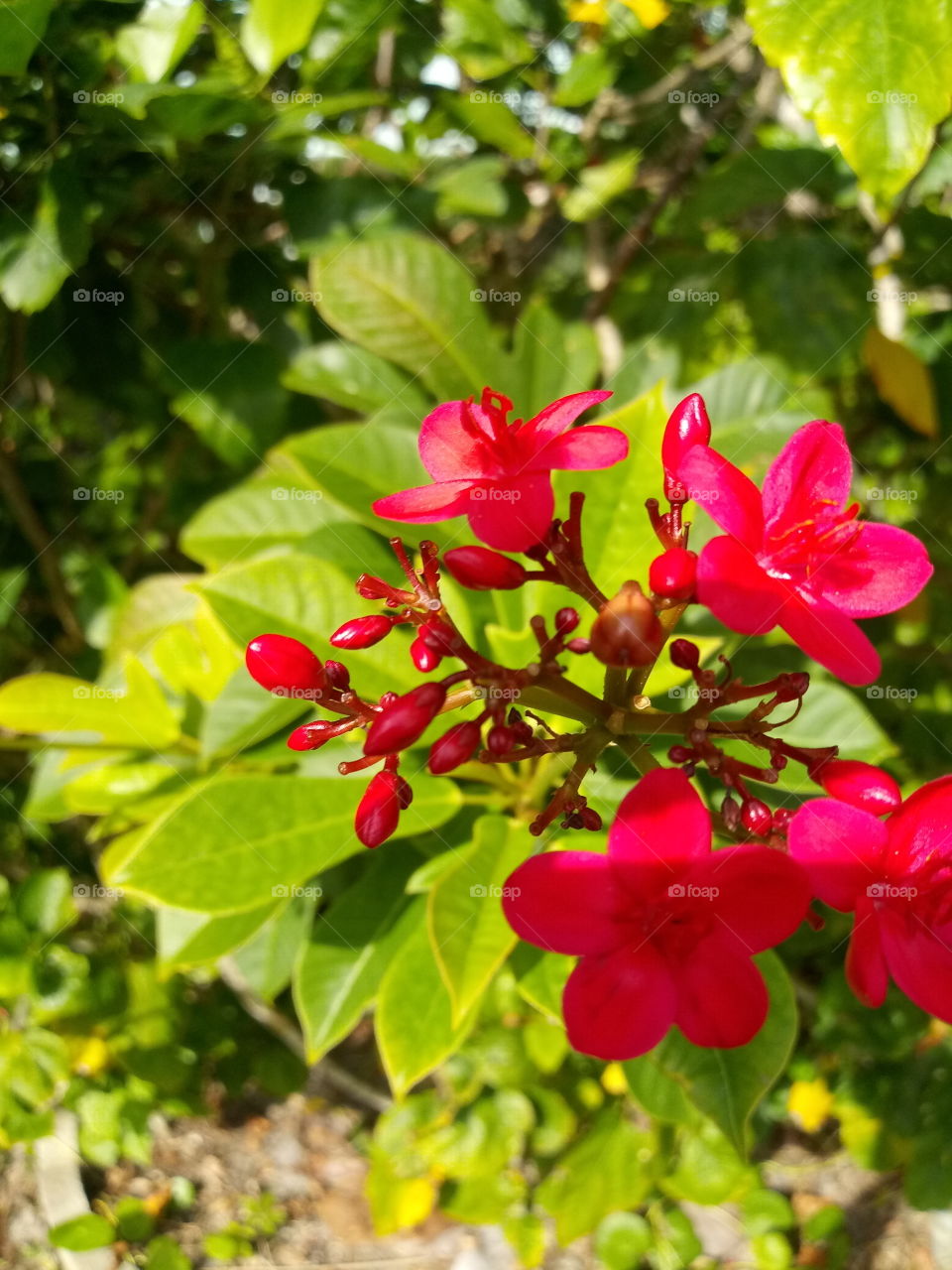 beautiful pink tropical flower