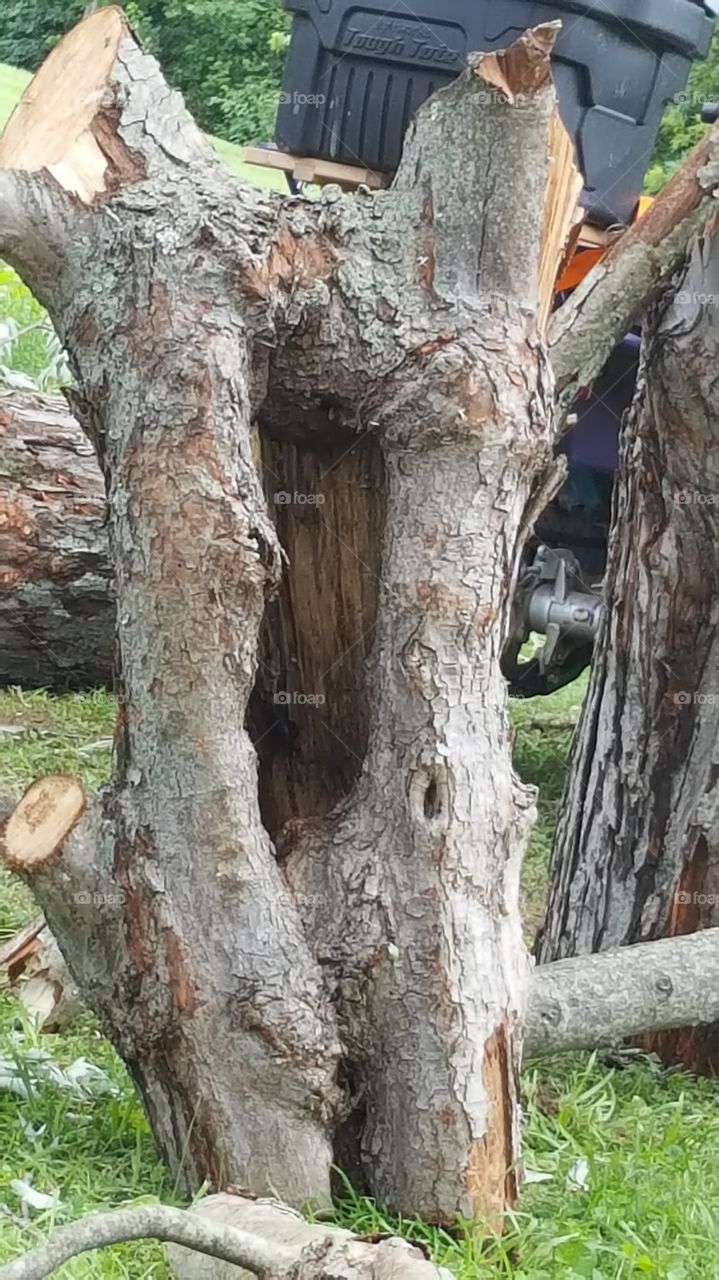 Hollowed tree trunk