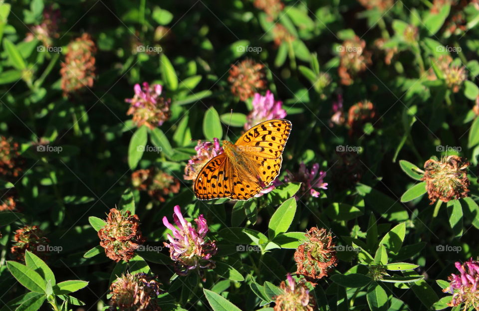 Butterfly orange