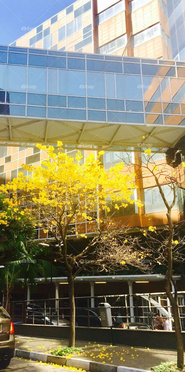 A Cidade de São Paulo e toda a sua beleza: o #ipê amarelo, o #céu azul e os #prédios modernos!
🏙
#Natureza
#Paisagem
#Fotografia
#Landscapes