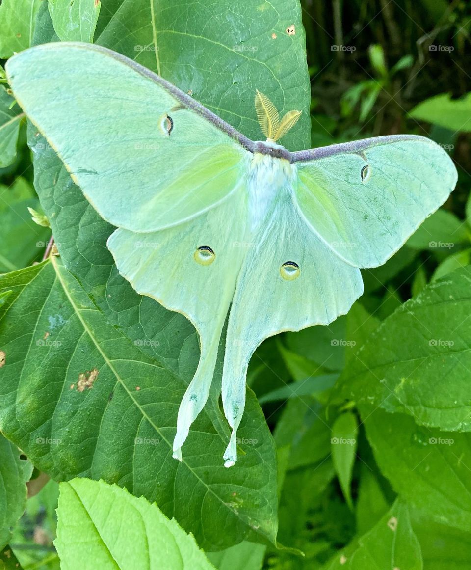 Large Luna moth on a green plant