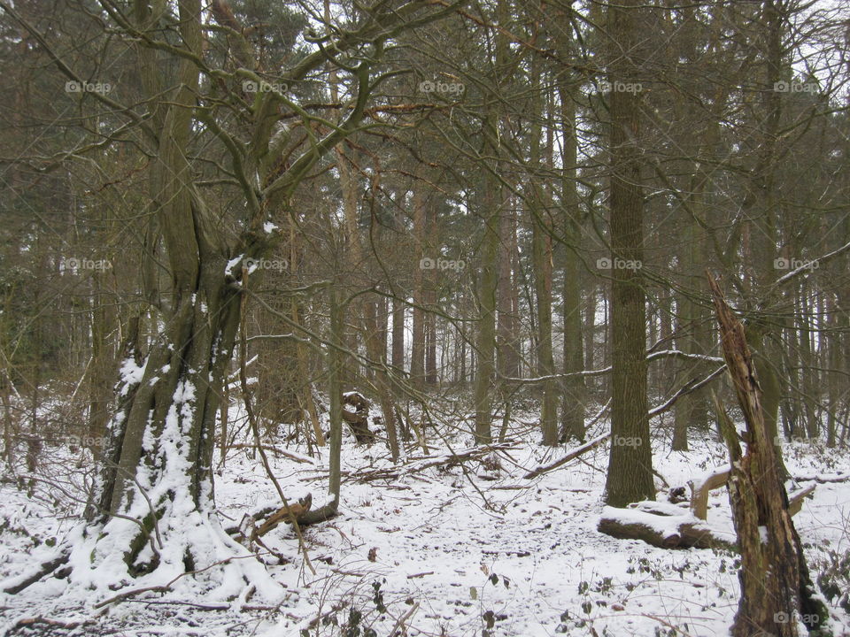 Woodland Snow