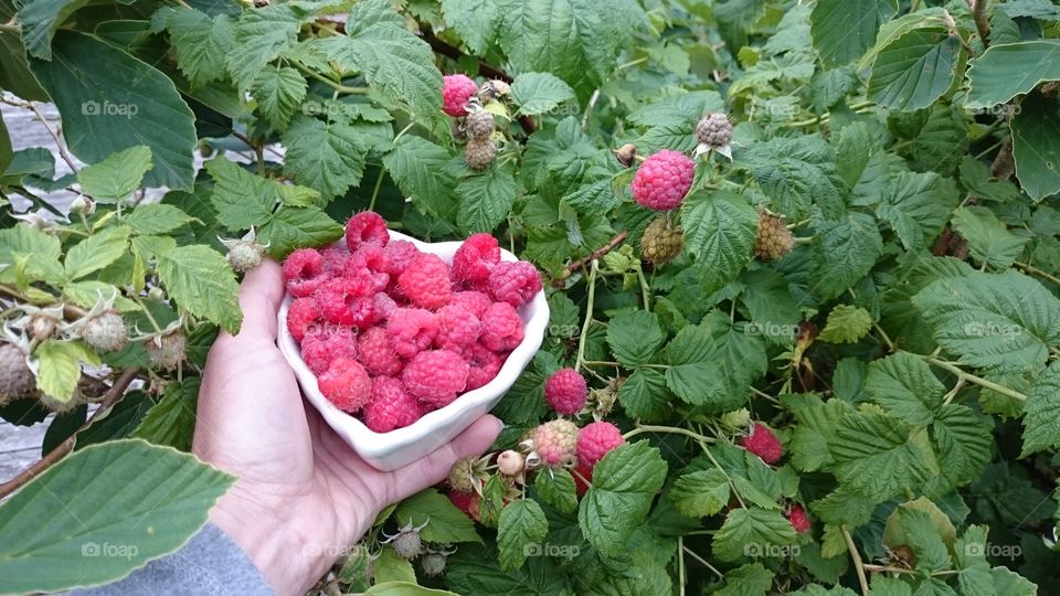 picking raspberries in my garden