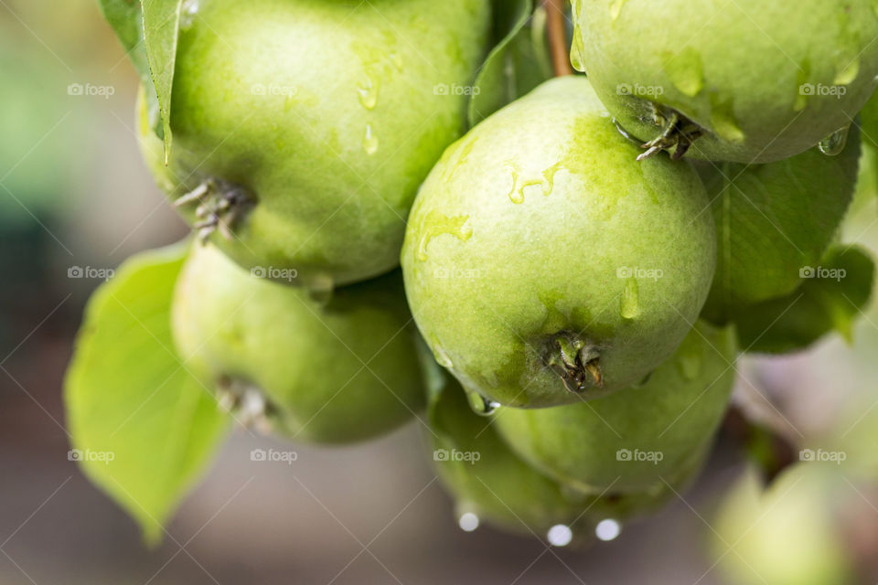 Ripe pears with water drops on a pear tree among foliage in an orchard closeup. Ripe pears with rain drops hanging on the tree ready for harvest