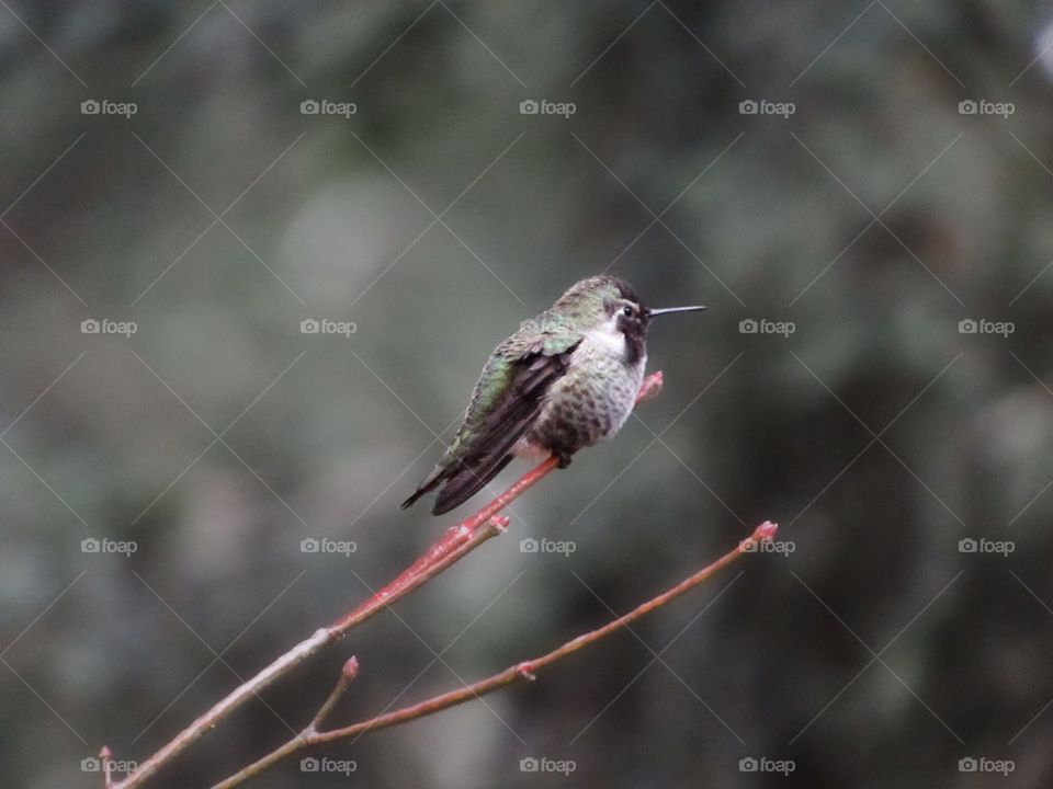 Hummingbird sitting in a tree