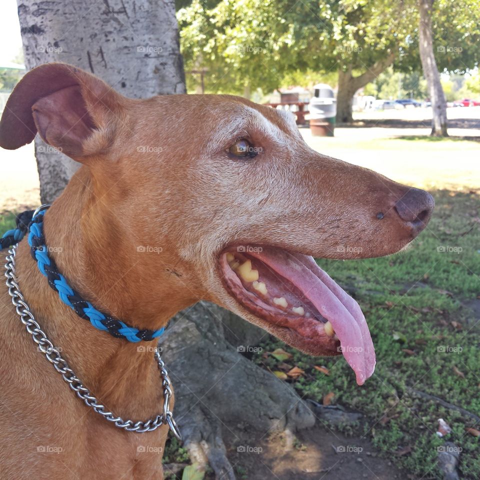 sitting beneath a tree in the park