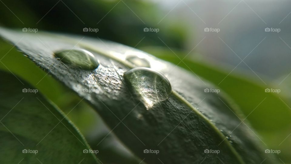 sun rays on water drop in garden