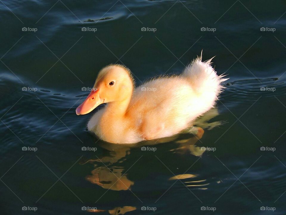 Baby Duck