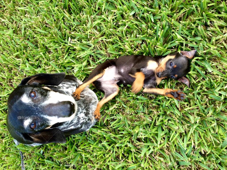 Jeter our dachshund playing with our new puppy Duke a mini pinscher