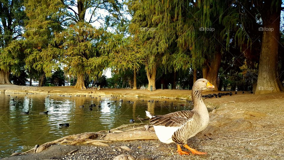duck 💕