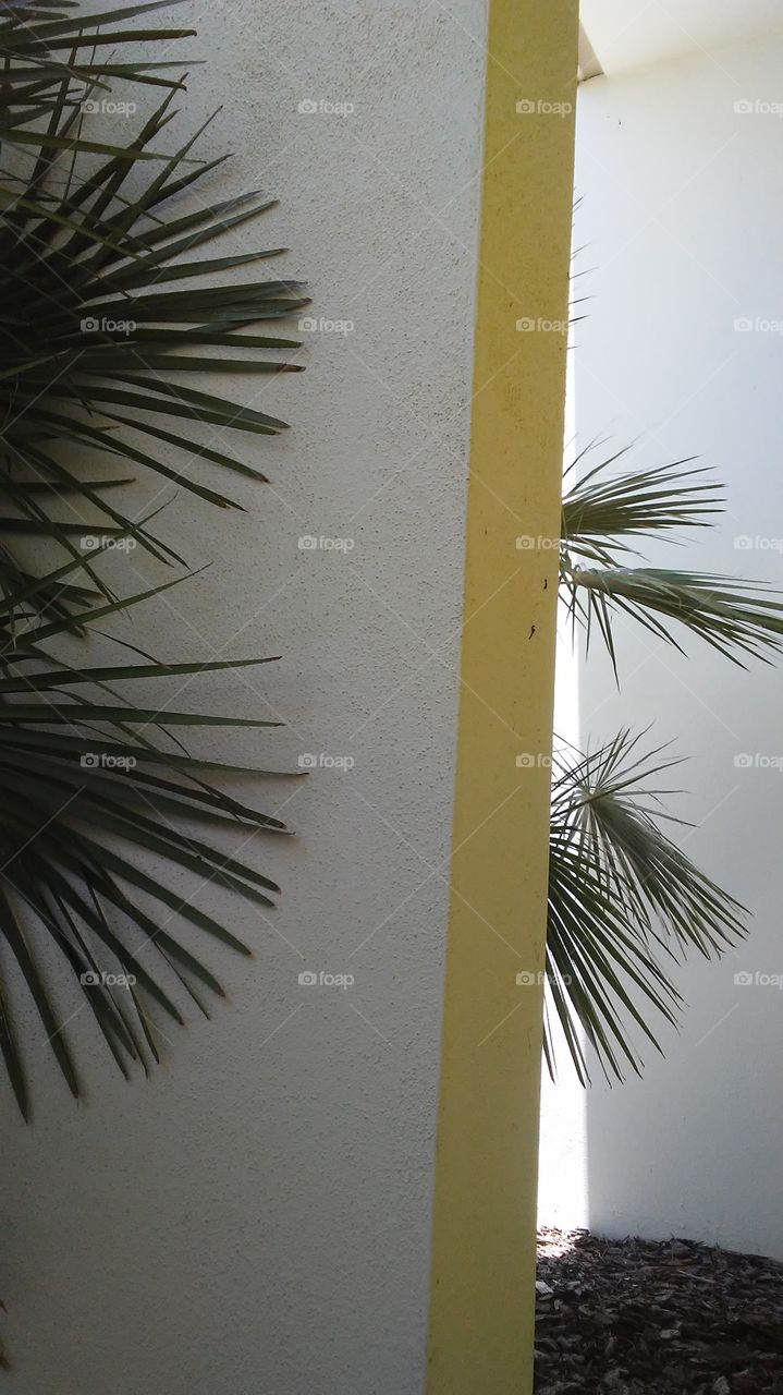 Palm fronds, like fingers reach out between partitions at sunshine skyway rest stop...welcome to Tampa bay