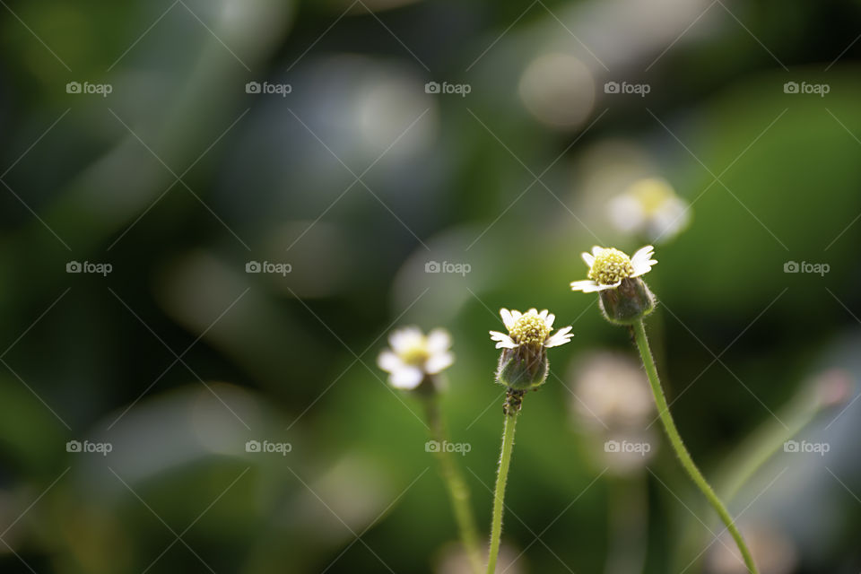 Beauty of the Bidens pilosa flowers background green Eichhornia crassipes.