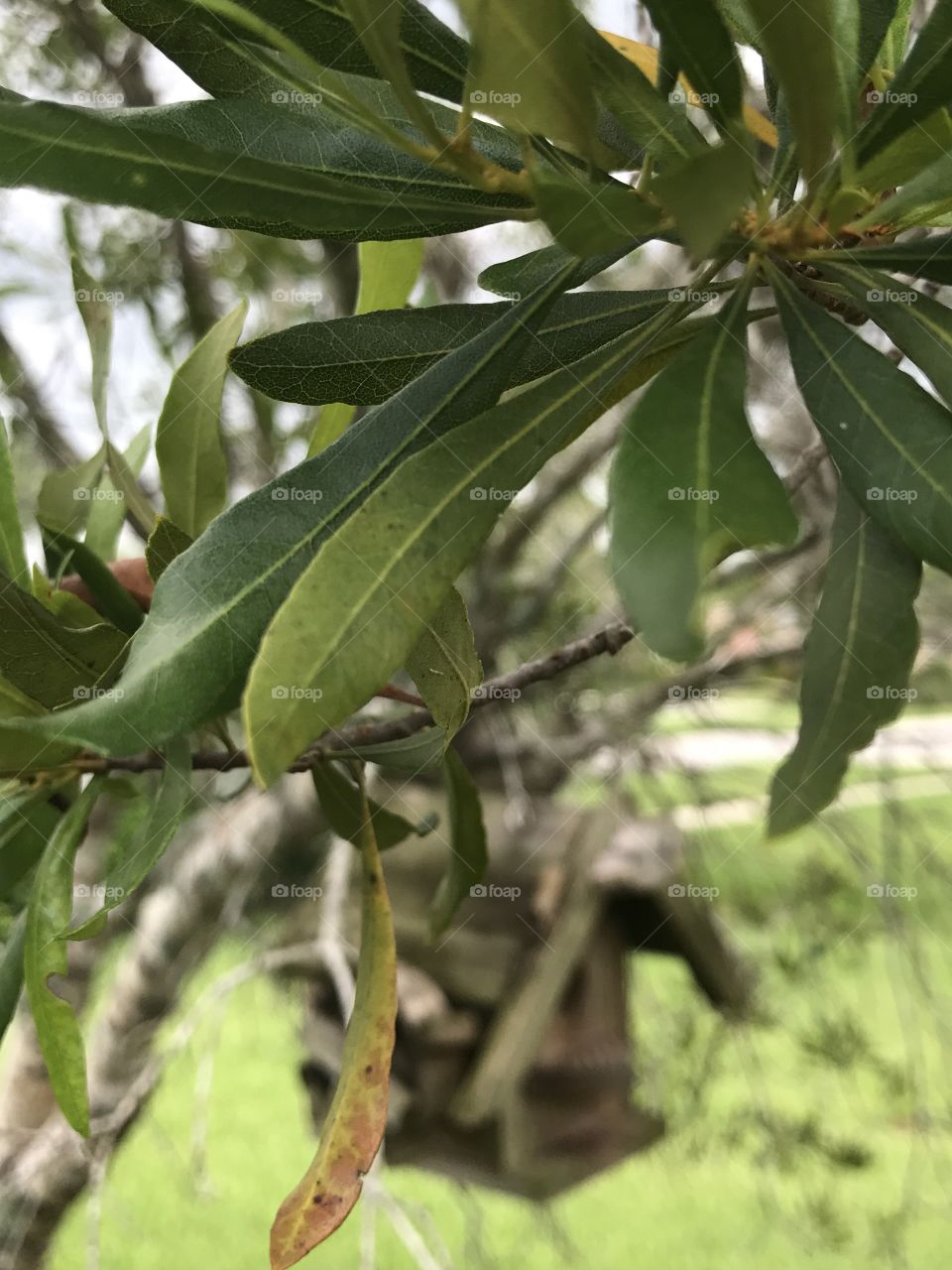 Green color story 