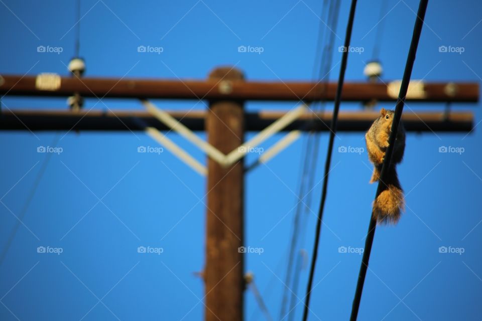 squirrel on a wire