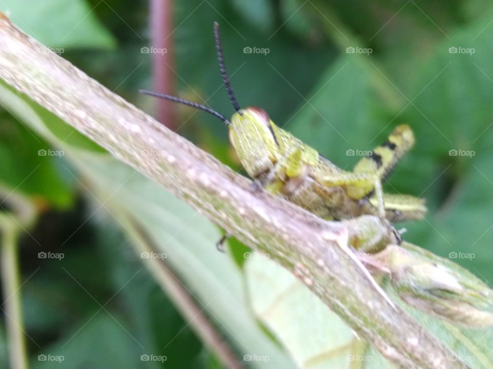 Grasshopper