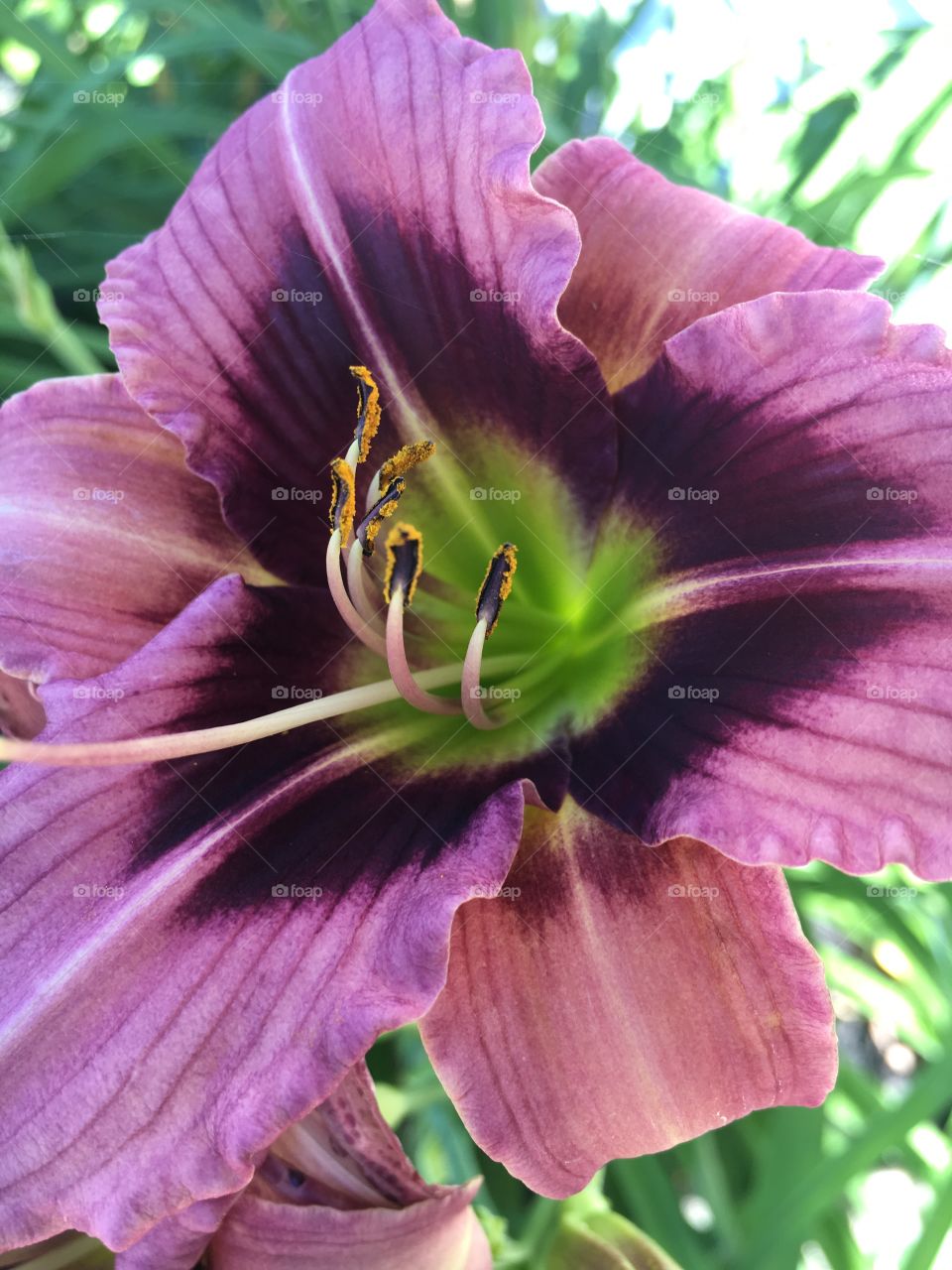 My day lilies are in bloom! 