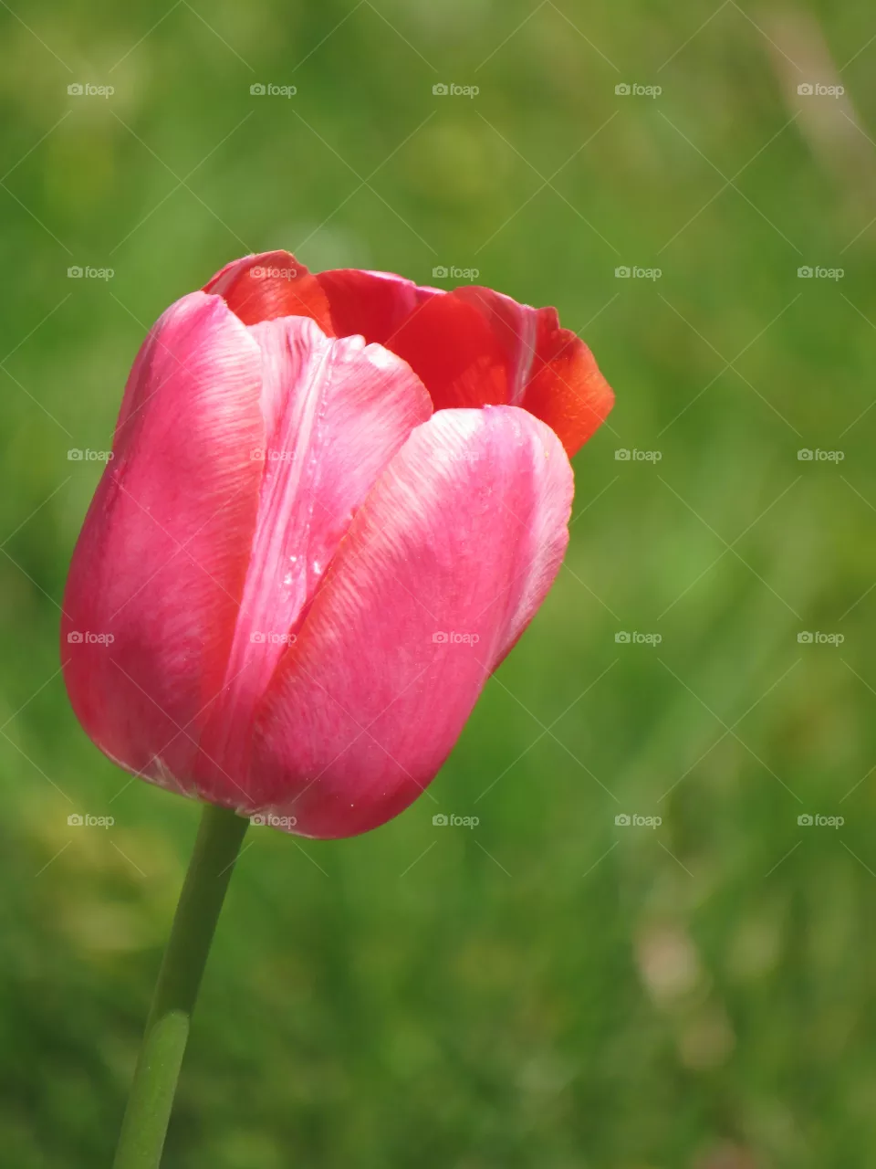 Pink tulip 