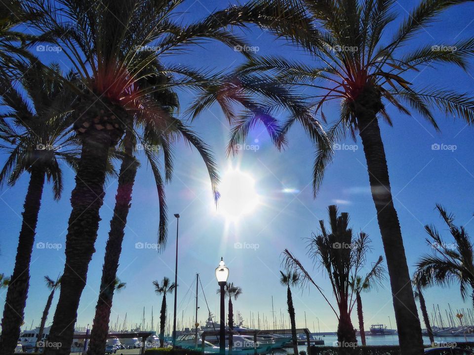 Palm tree against clear sky