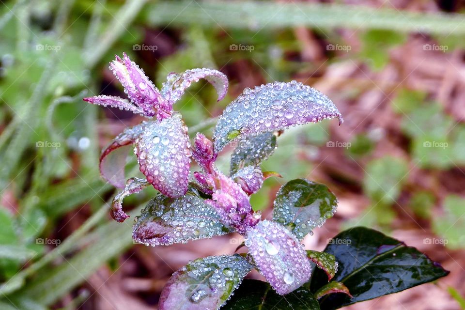 Macro of blueberry plant covered in foggy dew.