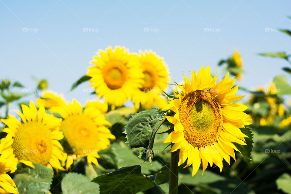 sunflowers