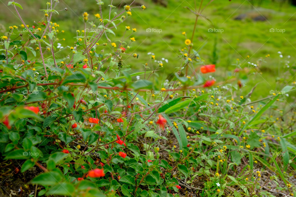 Green field with red flowers