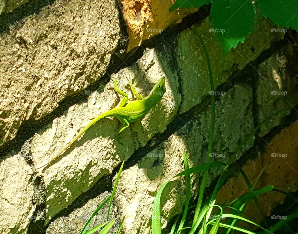 A Green Anole lizard climbing on our house wall basking in the sunlight.