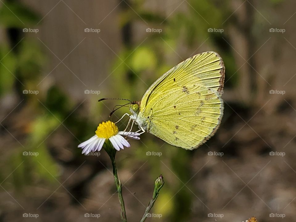 Little yellow feeding on a wild Baby's breath aster (Symphyotrichum subulatum)