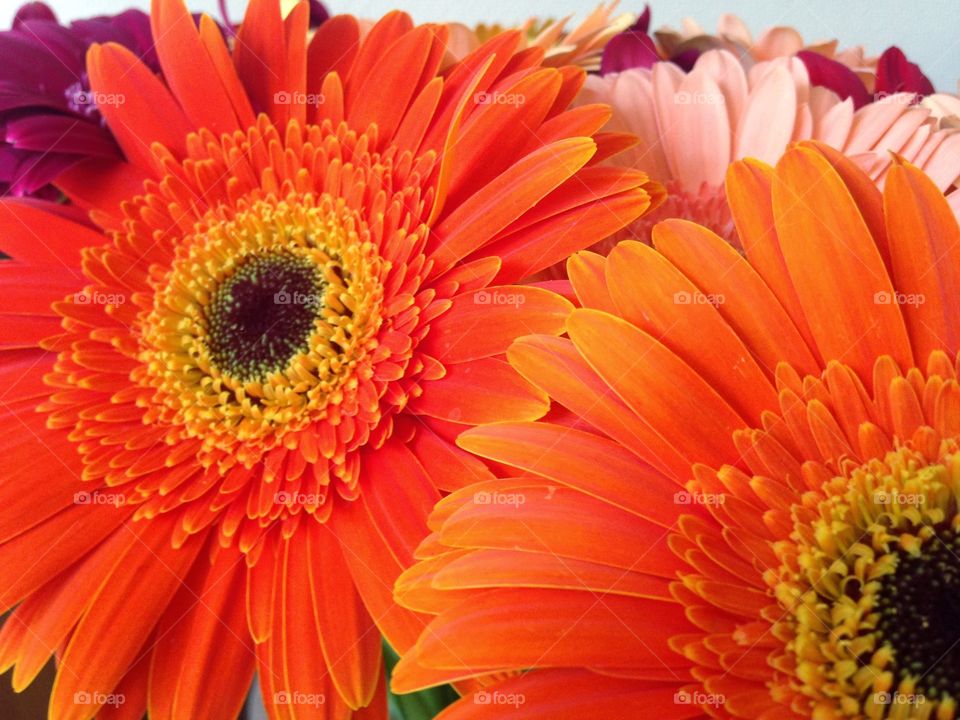 Orange gerbera flowers in a bouquet 