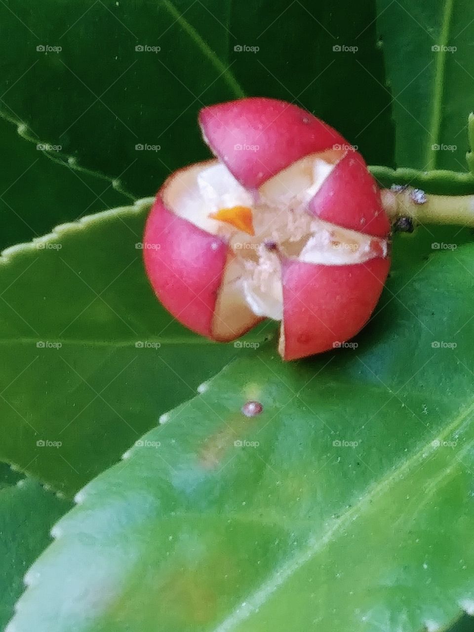 bright red berry