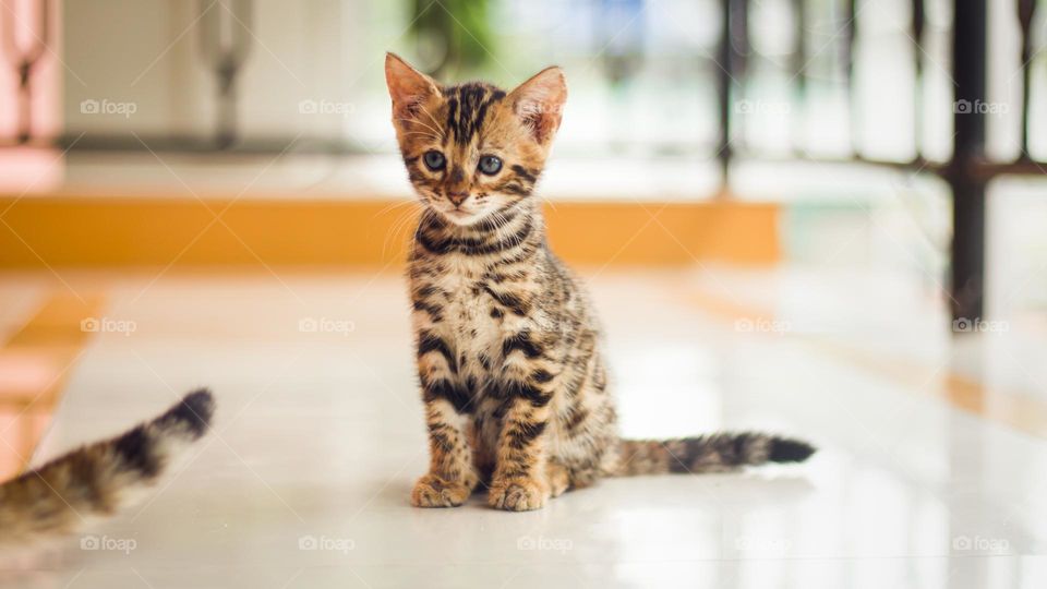 Cute kitten on the floor