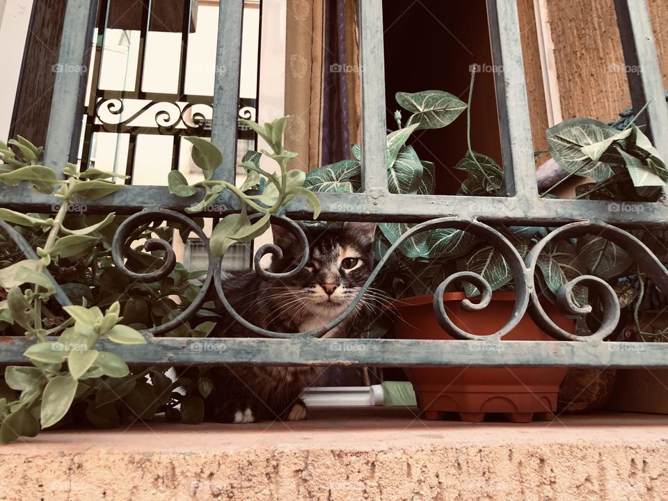 Beautiful and cute cat looking at camera from window 