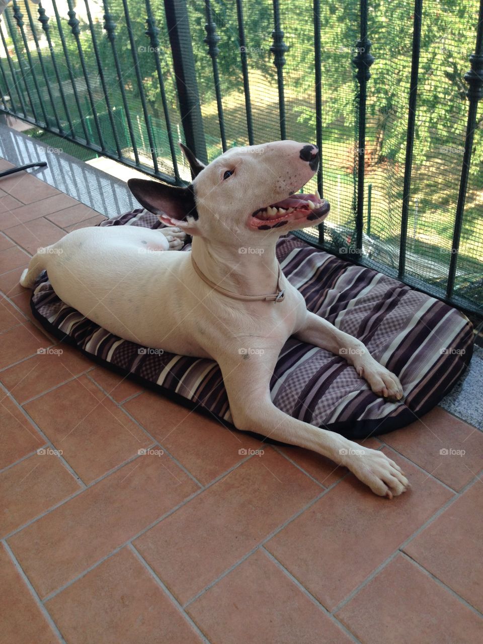 My fantastic dog smile outdoor 