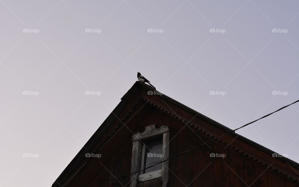 roof wood house and bird