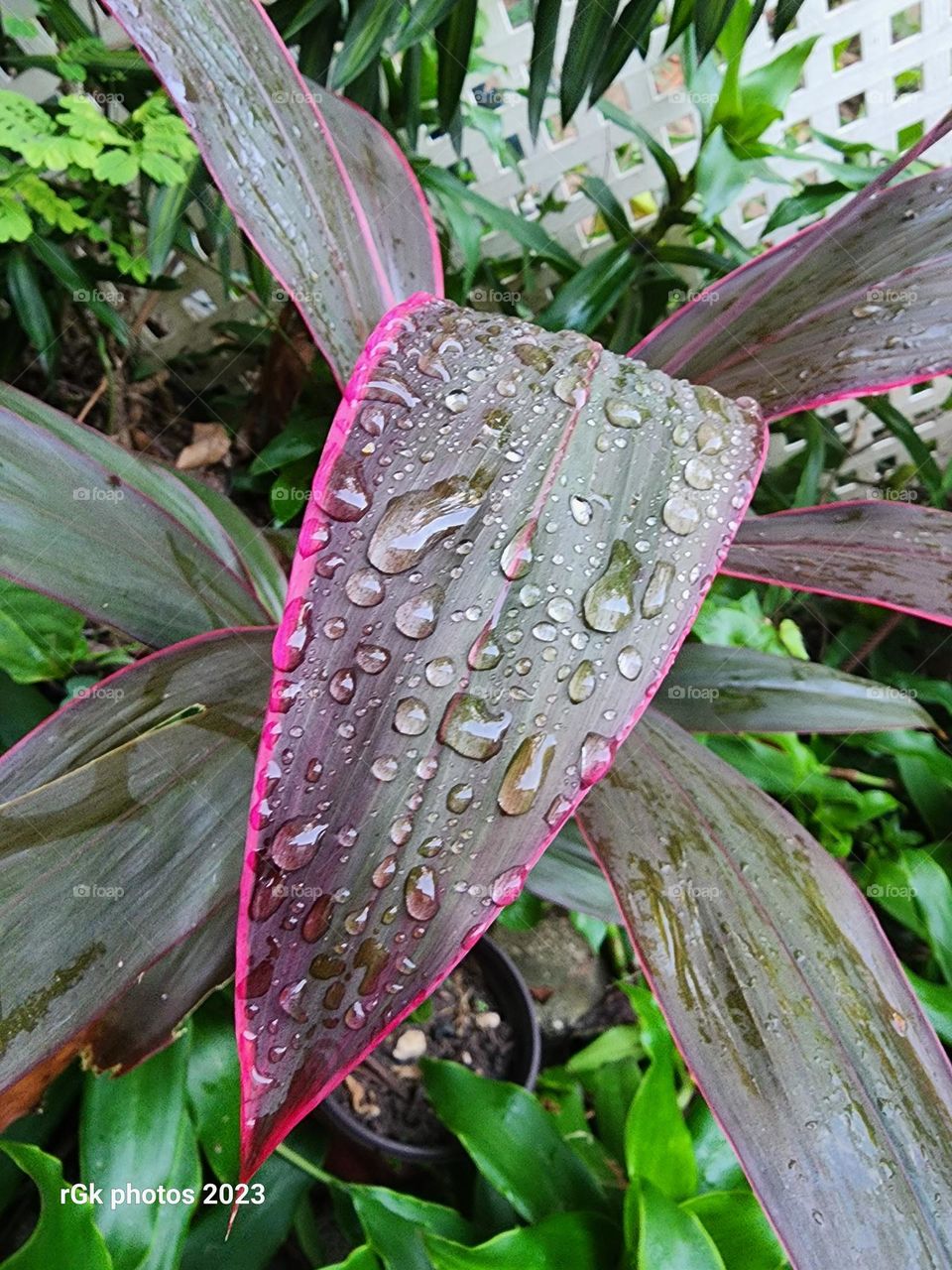 raindrops on leaves
