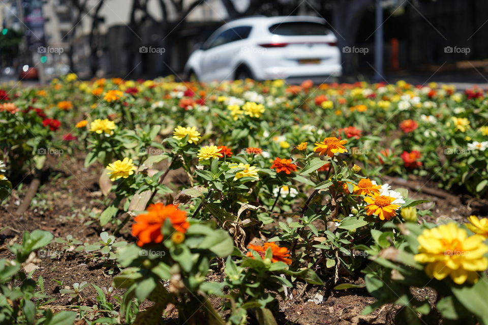 flowers on the edge of the street, in the city of Haifa, Israel