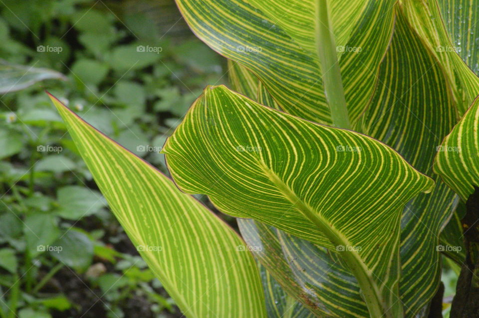 green leaf